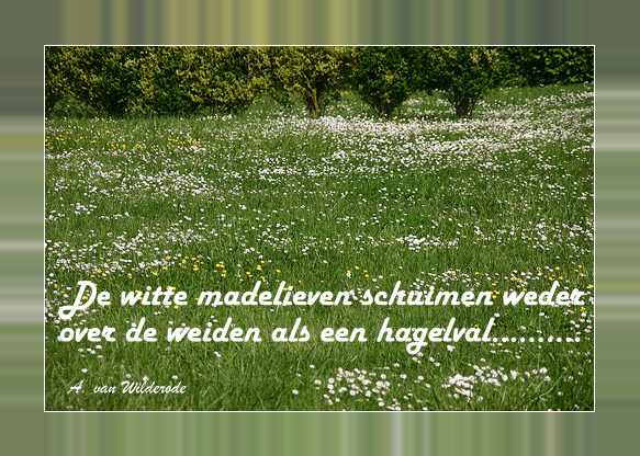 Afbeelding
