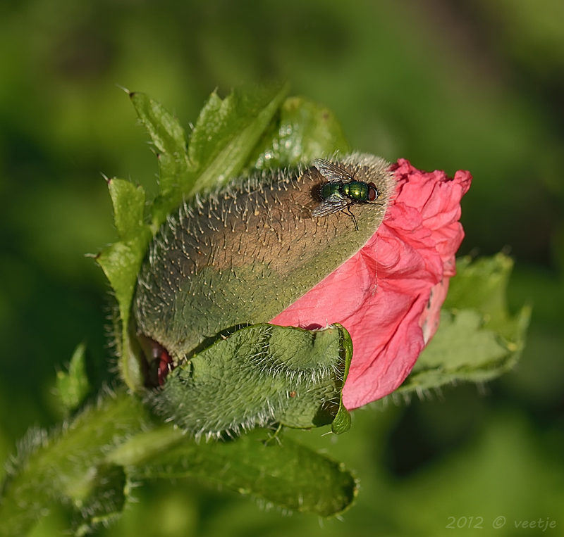 160-20120603-1b97b7.jpg