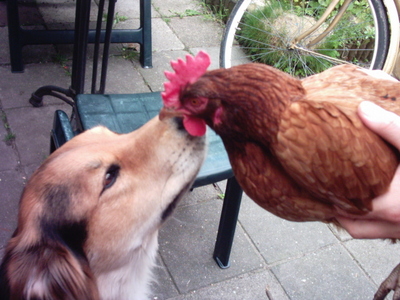 Afbeelding