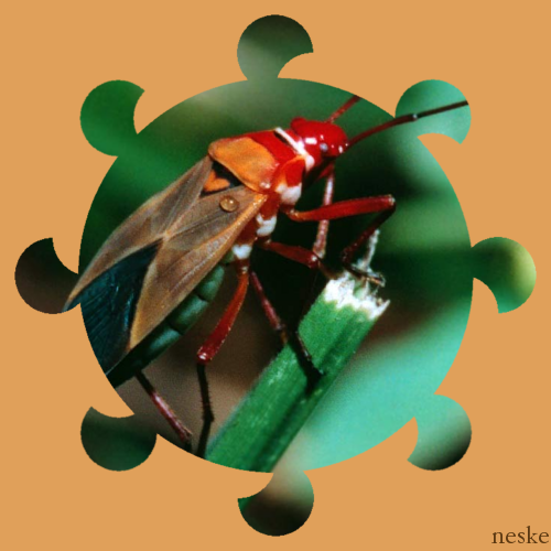 Afbeelding