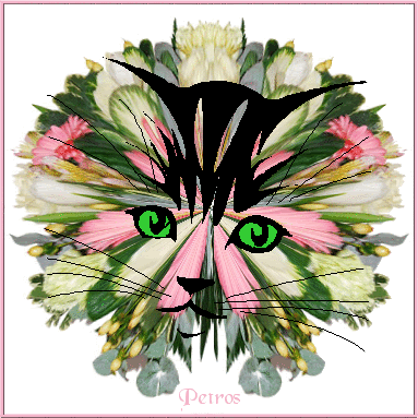 Image and video hosting by TinyPic