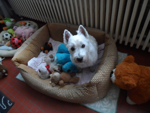 Image and video hosting by TinyPic