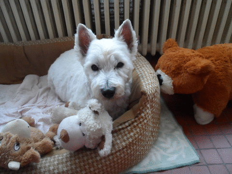 Image and video hosting by TinyPic