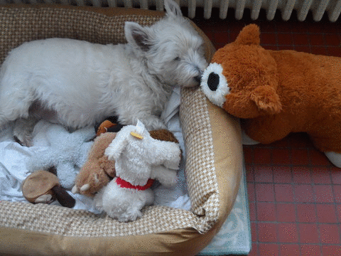 Image and video hosting by TinyPic