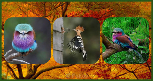 Image and video hosting by TinyPic