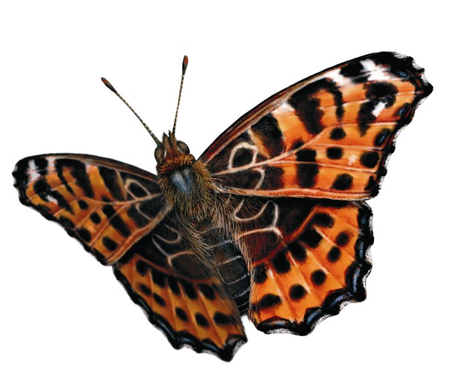 Afbeelding