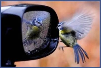 Image and video hosting by TinyPic