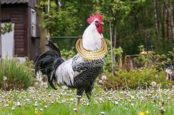 Afbeelding